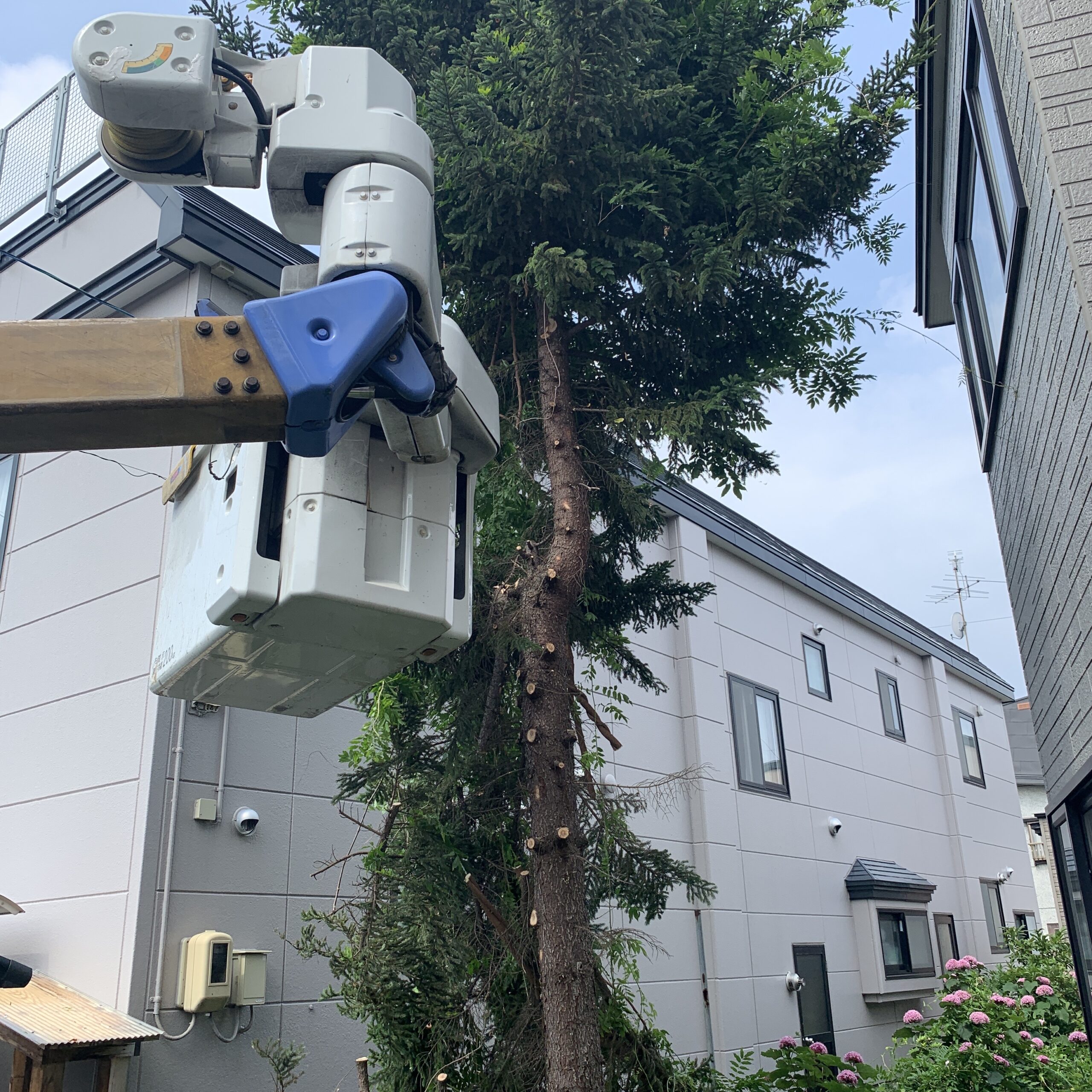 庭木の邪魔な枝払い