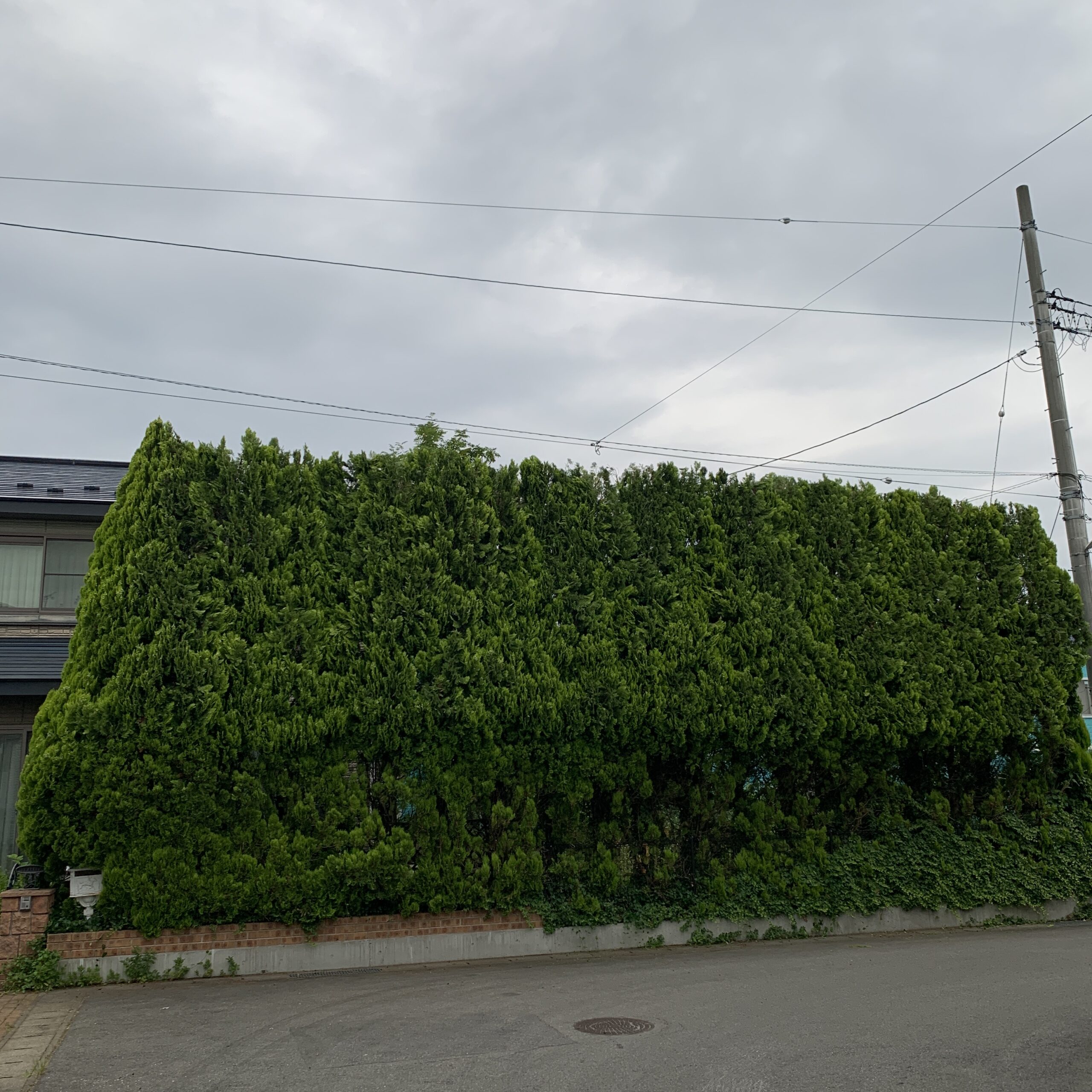 庭木の高さ調整剪定作業