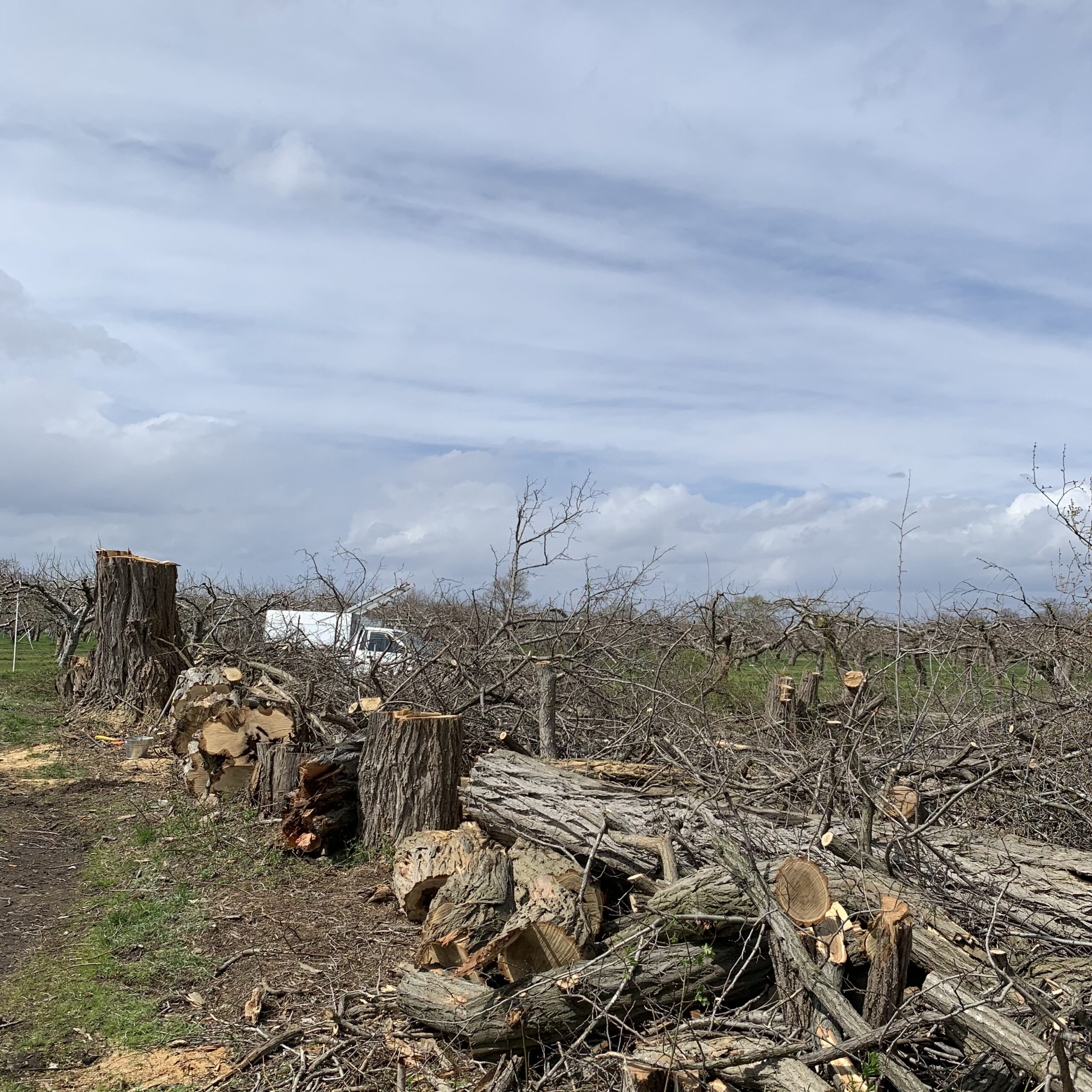 雑木林の木の伐採