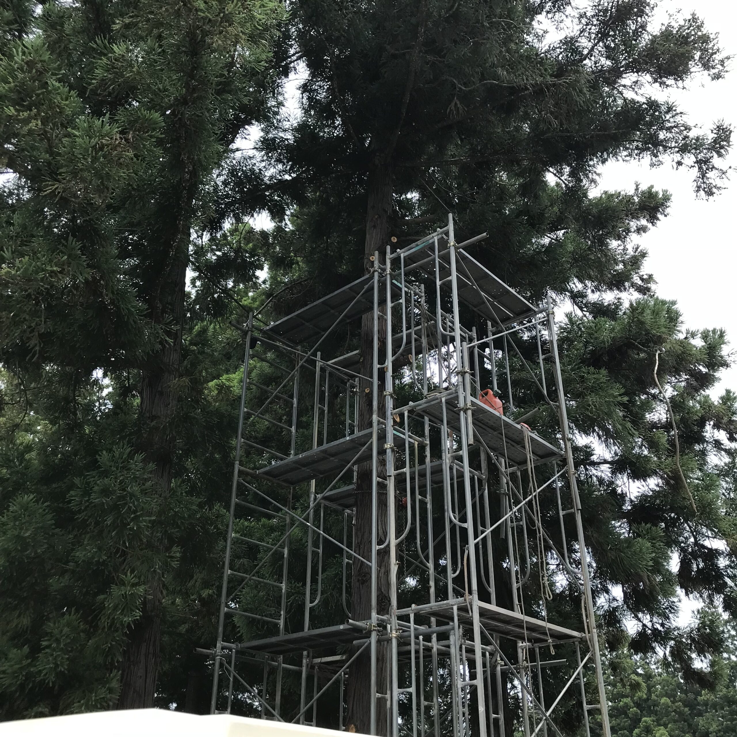 墓地の杉の木の伐採工事/足場を組んでの伐採