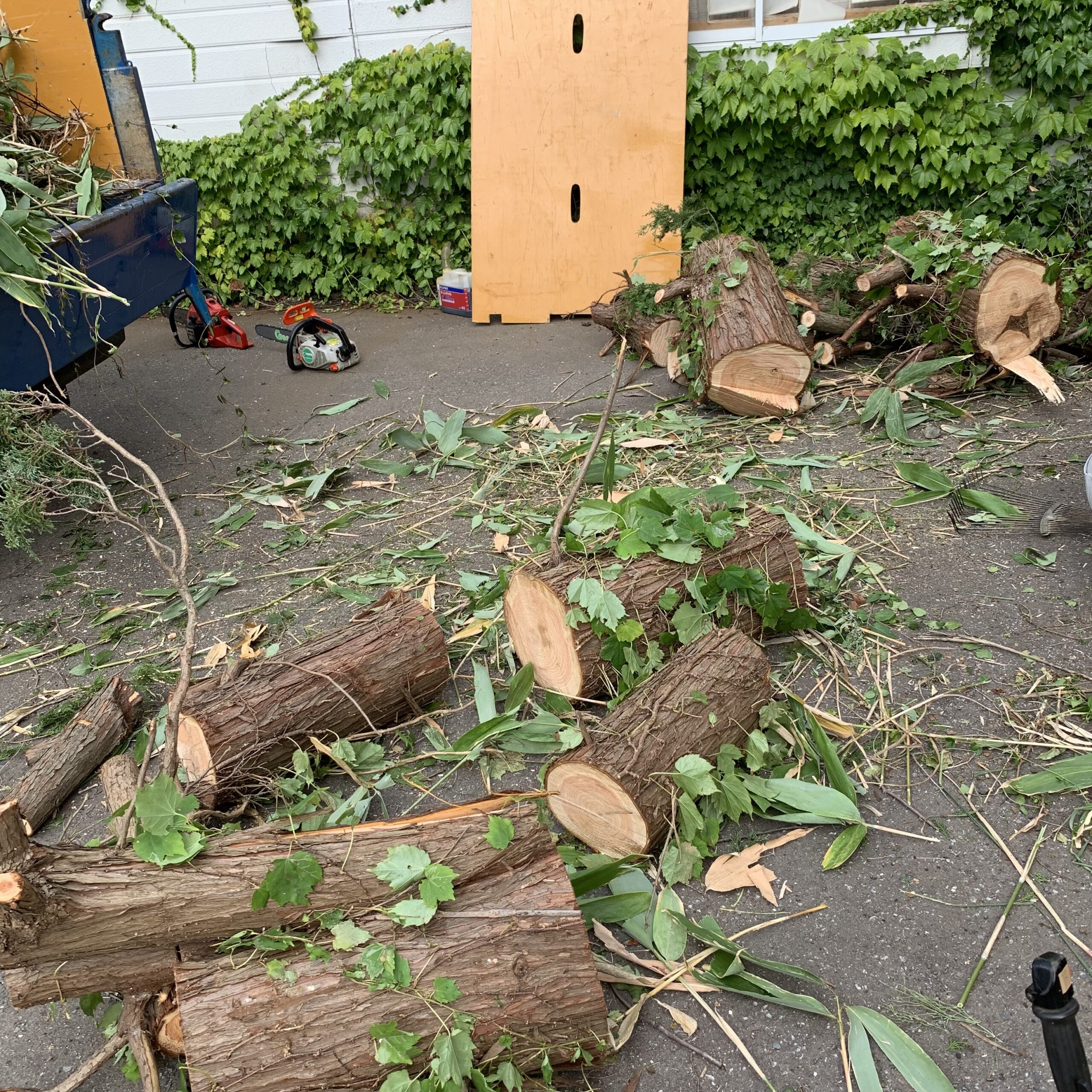 家に近い高い木の伐採