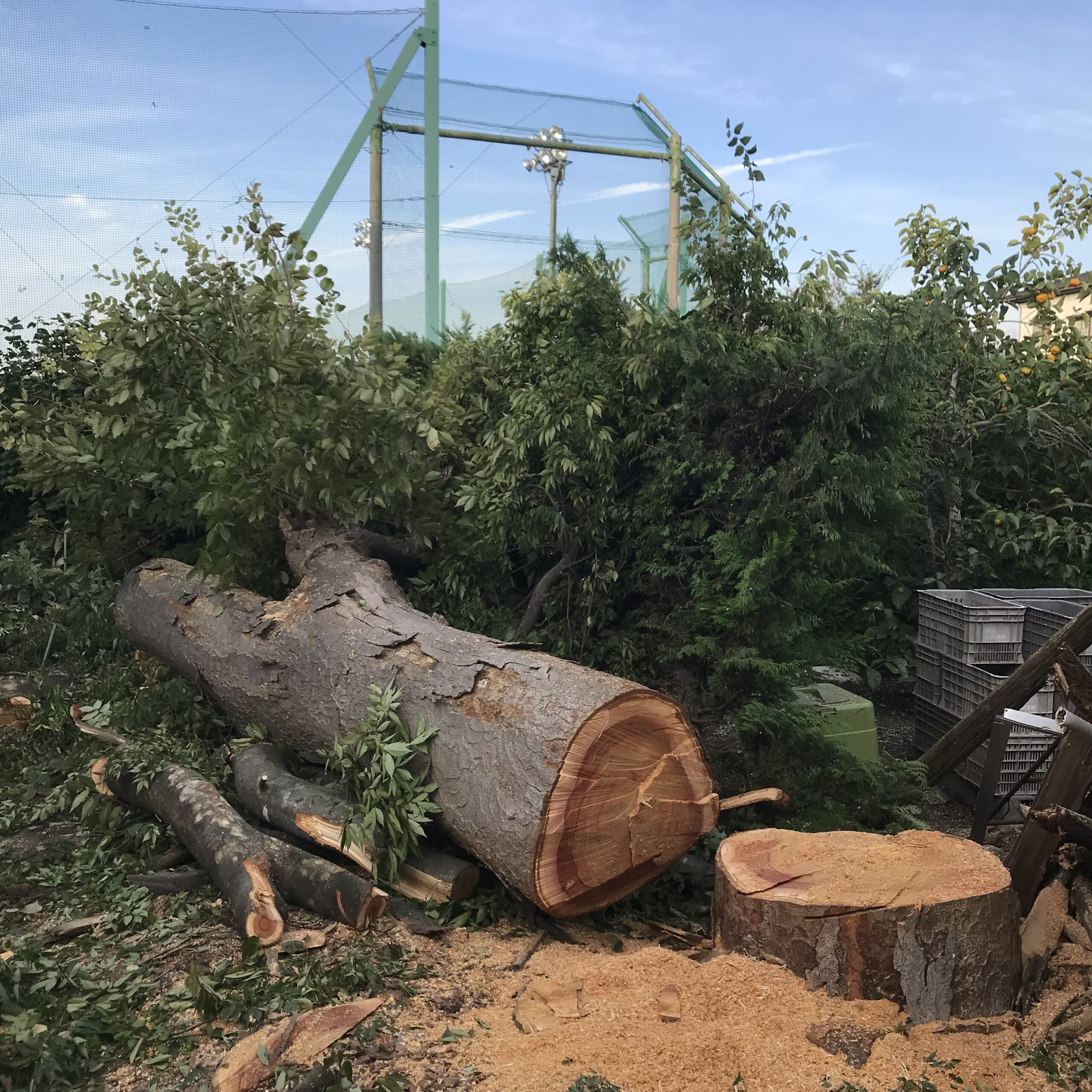 欅の大木の伐採